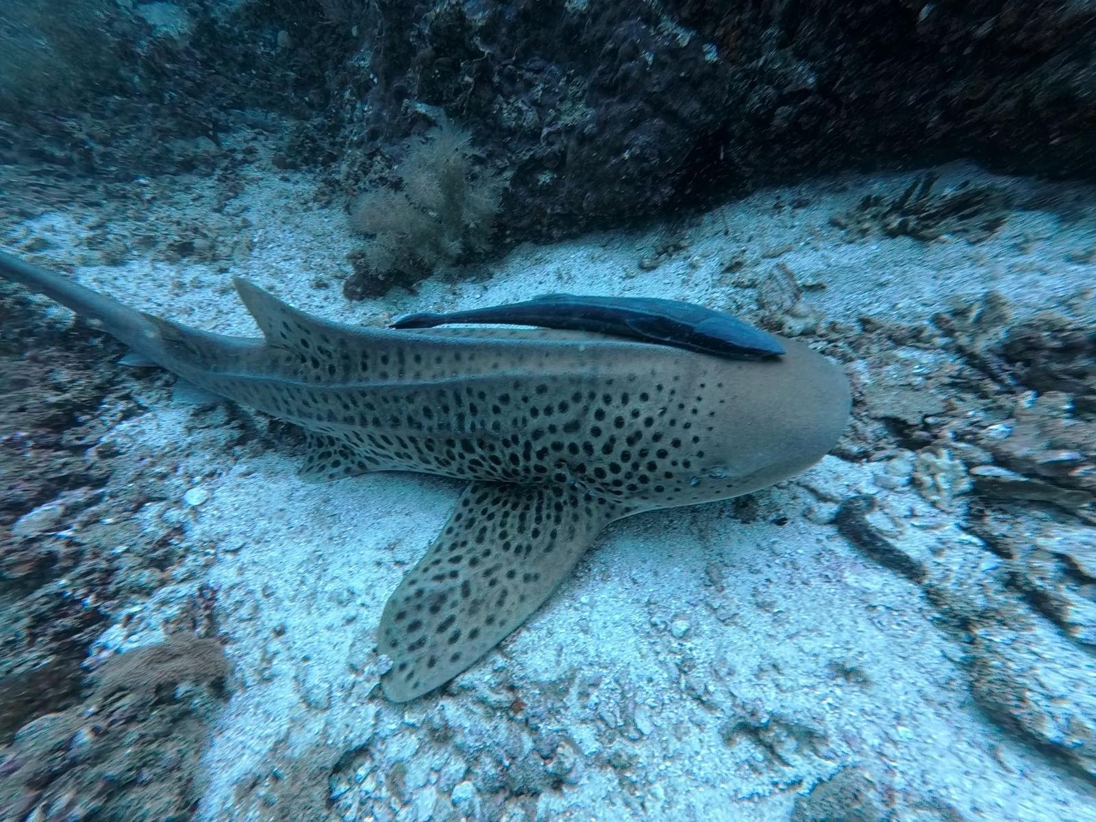 Sierra dive site
